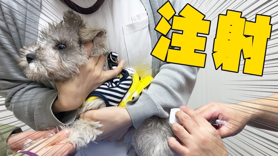 【恐怖】子犬のワクチン注射した瞬間の反応【ミニチュアシュナウザー】