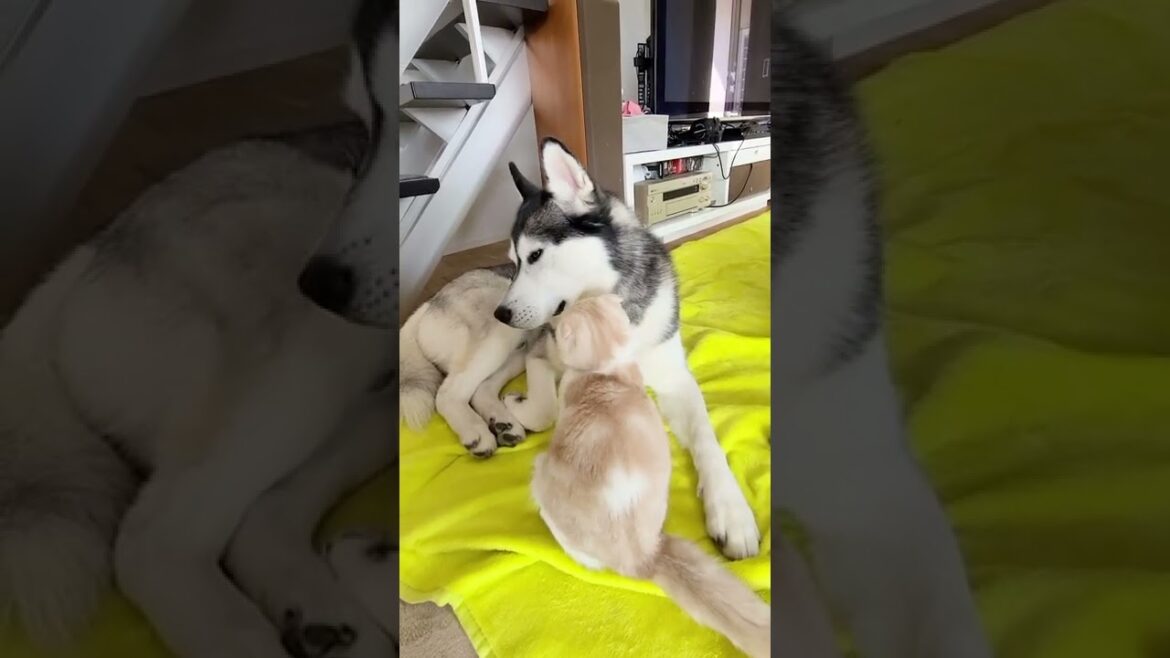 犬に育てられた子猫は犬に甘える...#shorts