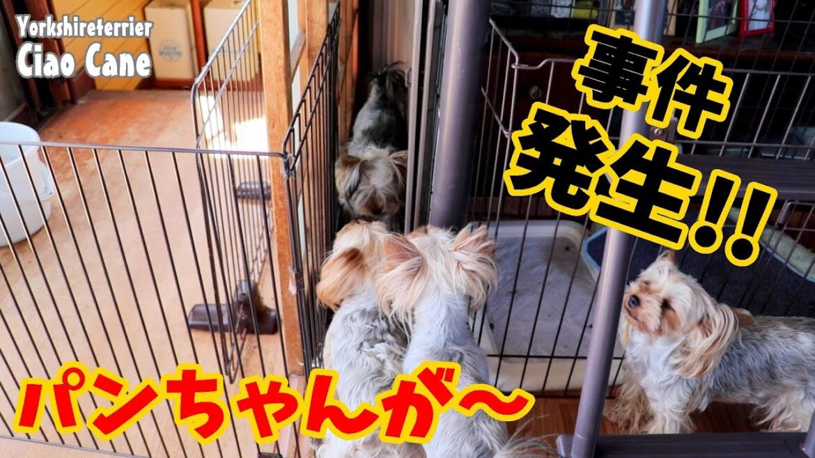 パンちゃん立てこもり事件【ヨークシャーテリア/yorkshireterrier】