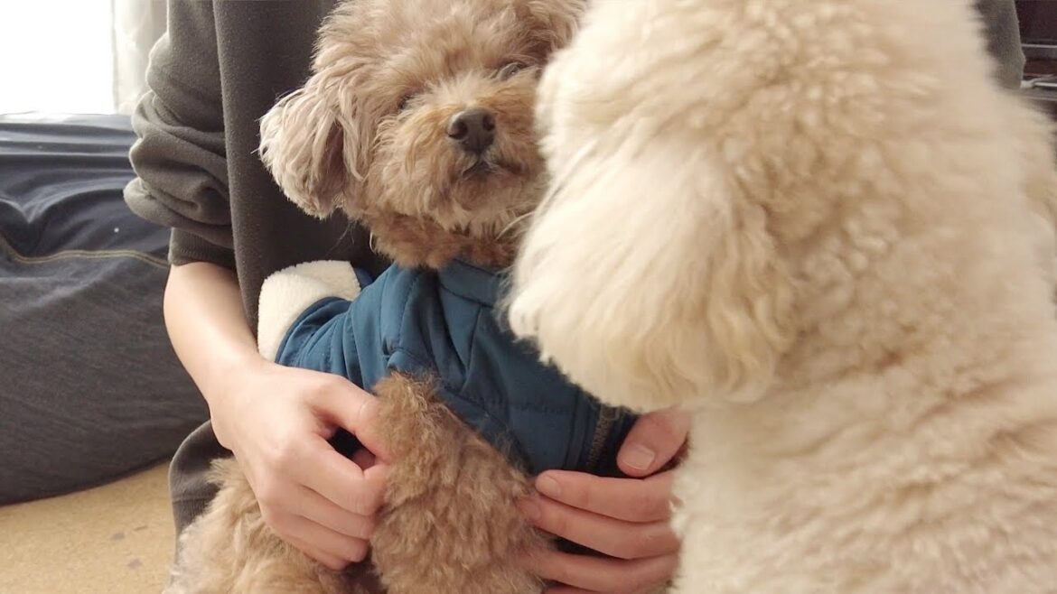 【嫉妬!?】先に散歩へ行った兄犬の匂いを入念にチェックする妹犬 【嫉妬!?】先に散歩へ行った兄犬の匂いを入念にチェックする妹犬