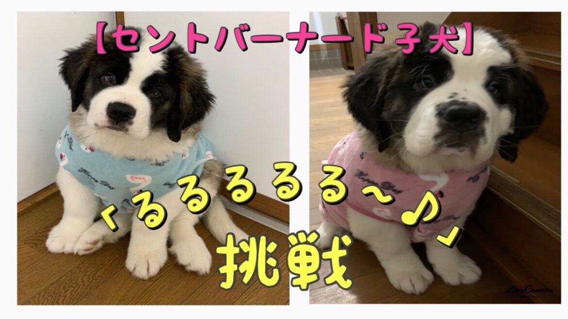【セントバーナード子犬】『るるる〜♪』で反応をみてみたら