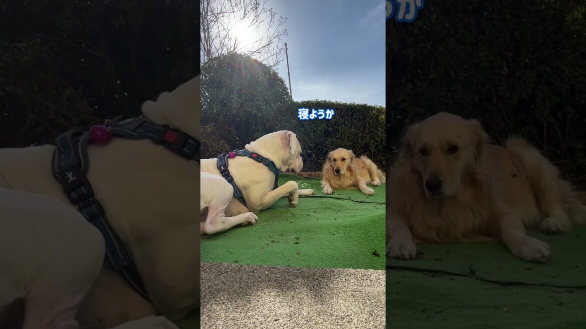 仲良くお昼寝☺️ゴールデンレトリバー　ボクサー犬