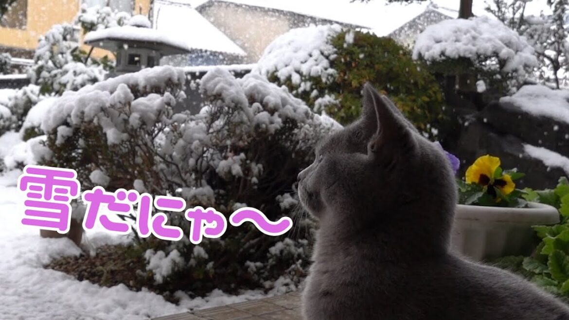 ２度目の雪を見たシャルトリューの猫の反応がこちらです  【シャルトリュー】