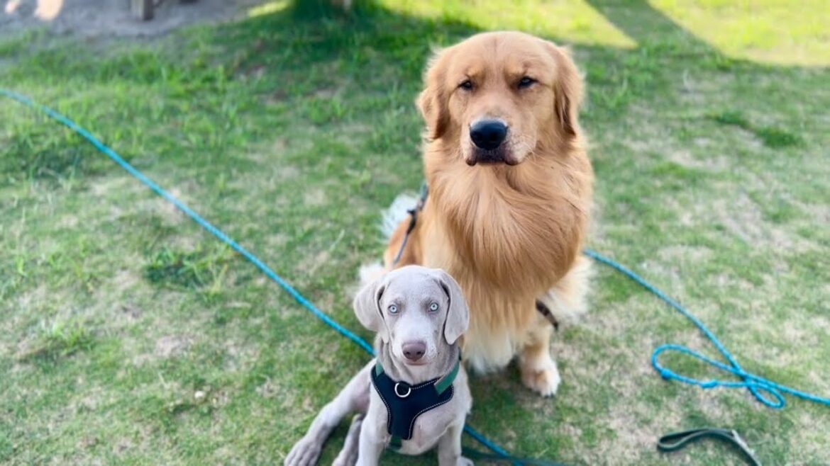 兄弟感が増したワイマラナーの子犬と、ゴールデンレトリバーの兄犬