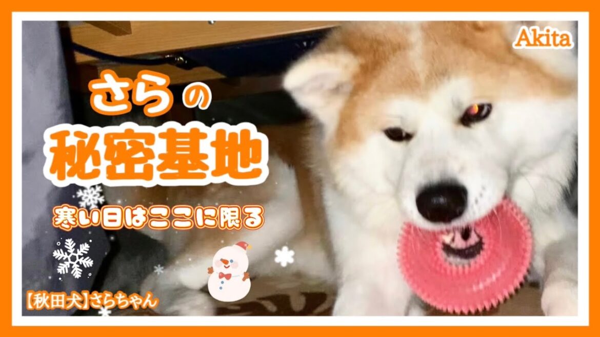 【秋田犬】さらちゃん   さらの秘密基地😼