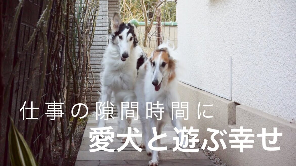 【仕事合間の幸せ時間】ボルゾイとダックスと過ごす私にとっての憩いのひととき。