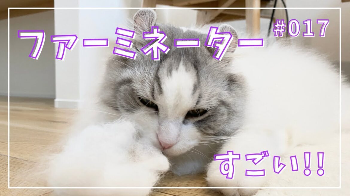 【アメリカンカール】ファーミネーター使ってみた！