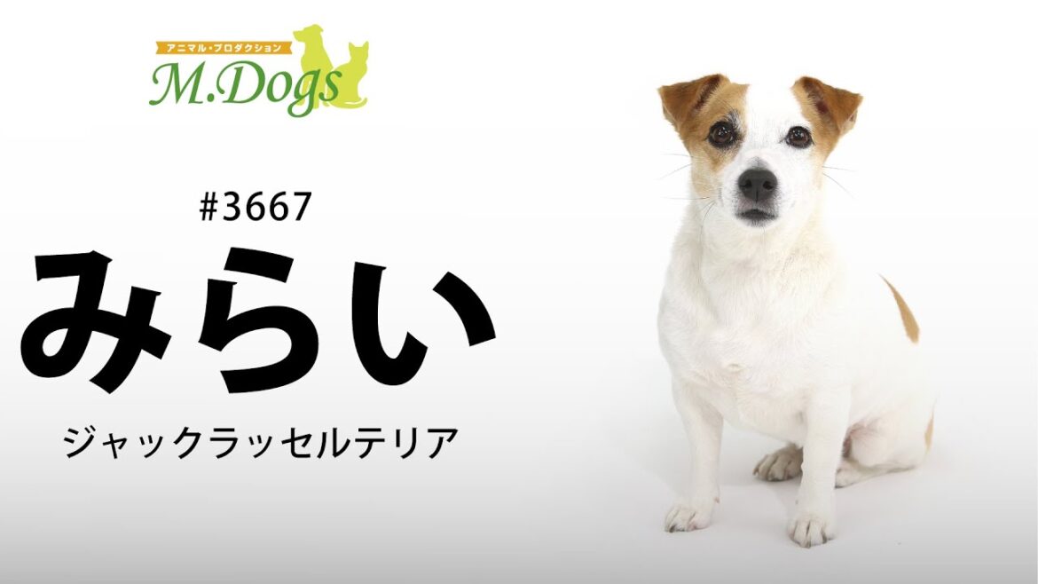 ペットモデル#3667 ジャックラッセルテリア「みらい」