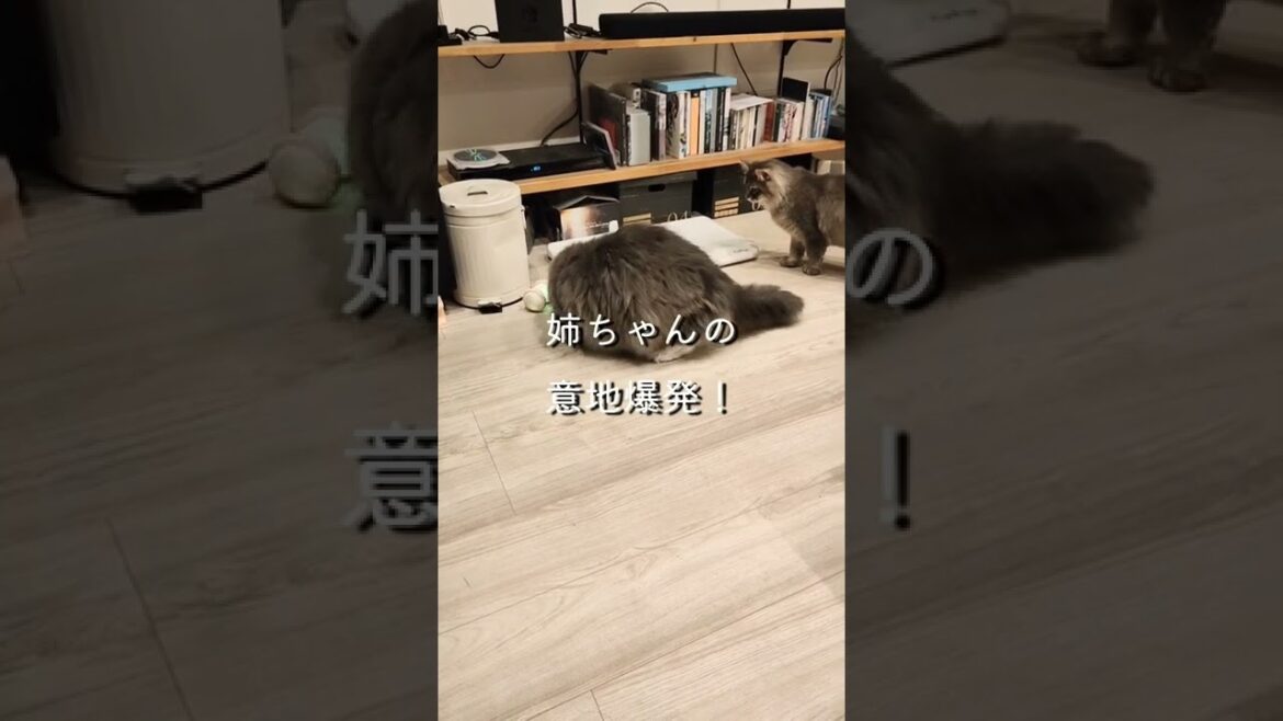 おもちゃが猫に連れ去られる衝撃の瞬間がこちら。【サイベリアンのラフィ】#shorts