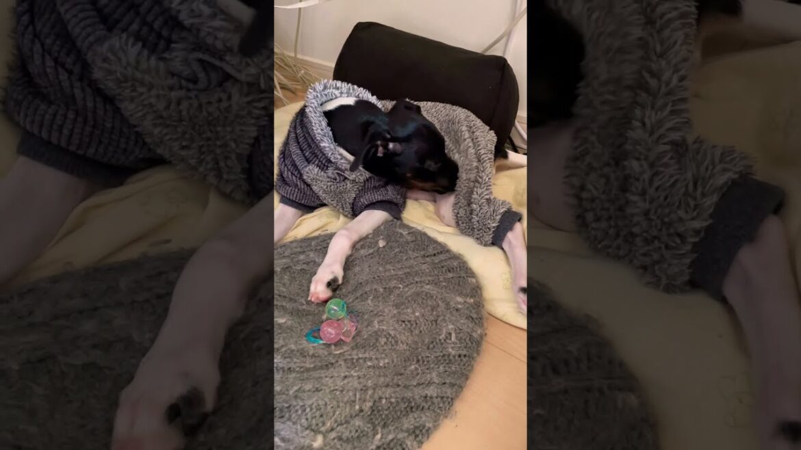 ★お手入れしながらつい声が出ちゃう日本テリア(いつもです)★ #shorts #dog #en_dog #japanesedog #japaneseterrier