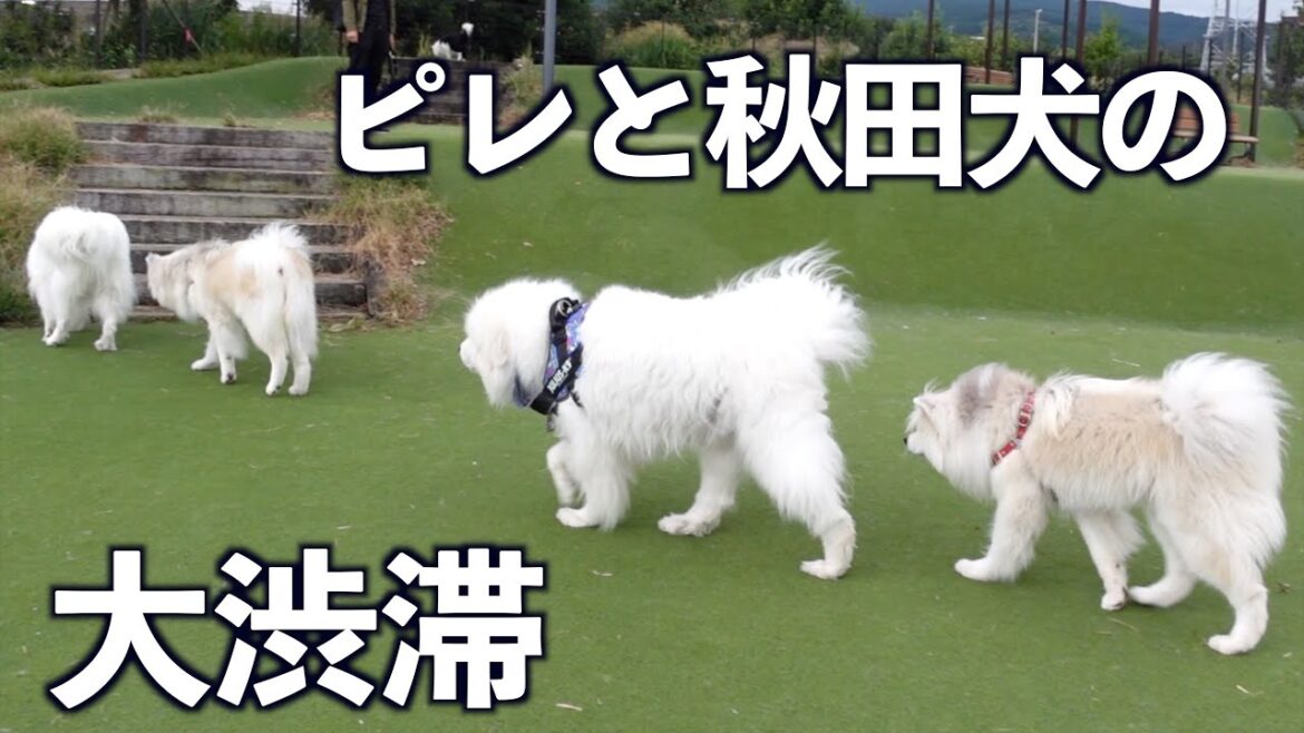 新東名　駿河沼津SAはピレと秋田犬で大渋滞でしたw