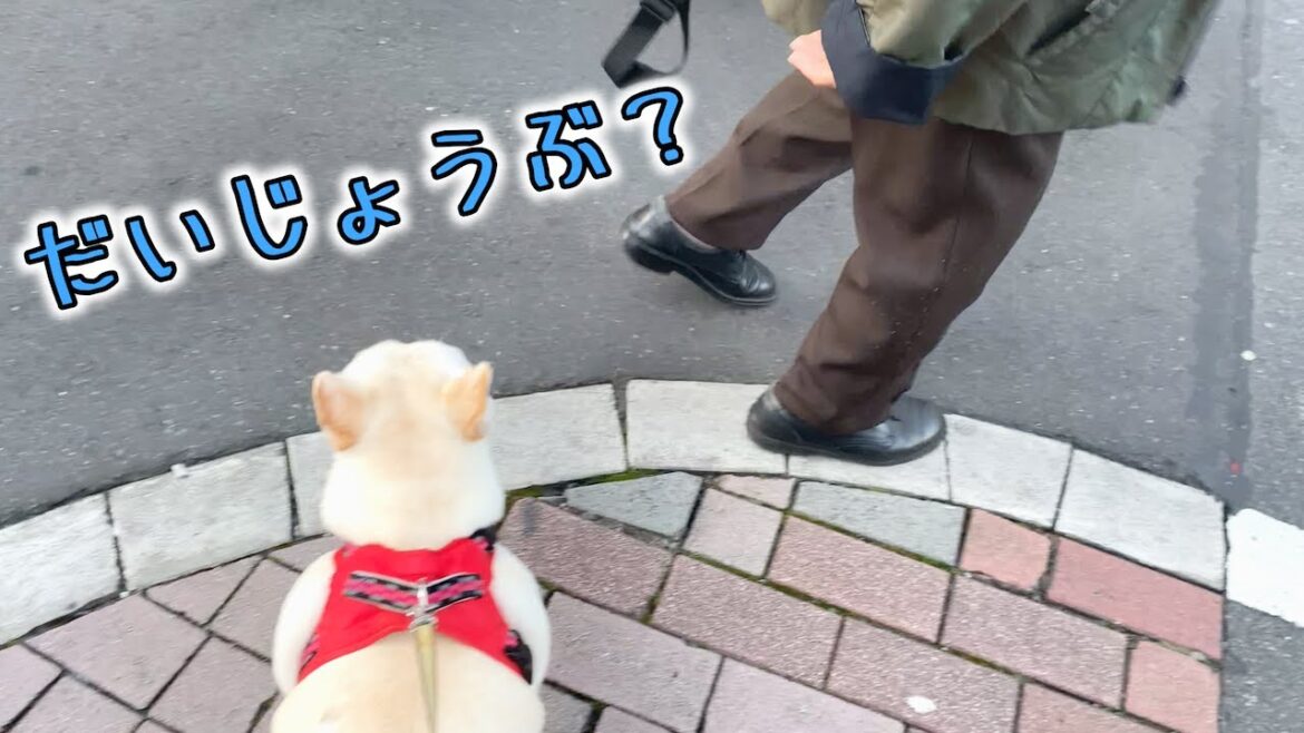 迷子のおばあちゃんに出会いました【フレンチブルドッグ frenchbulldog】 迷子のおばあちゃんに出会いました【フレンチブルドッグ frenchbulldog】