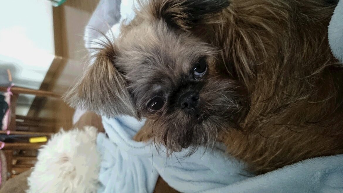 かわいい子犬ブリュッセルグリフォンの向日葵  ” Issue dabble Himawari ”