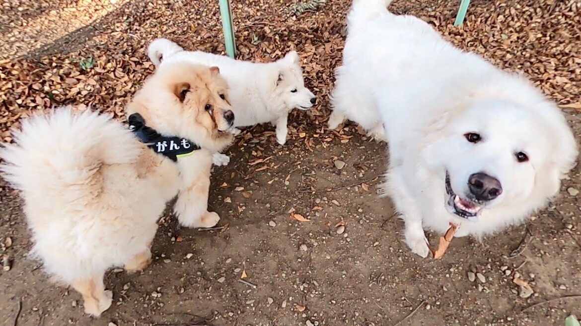 超大型犬グレートピレニーズとチャウチャウに出会ったサニー サモエド samoyed