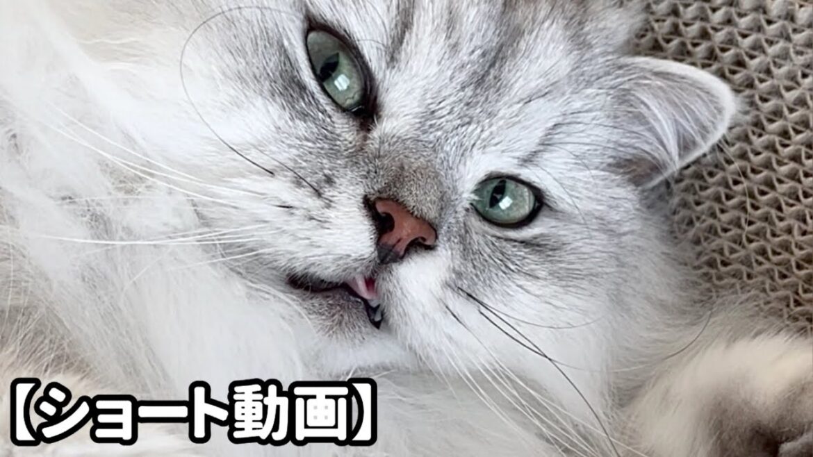 眠くて舌をしまい忘れている猫 【サイベリアン】 #Shorts