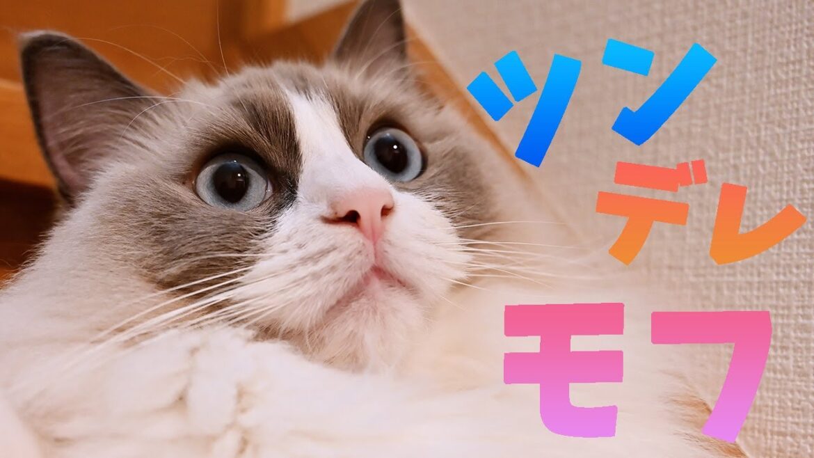 一緒に寝る!お願い!ハンター!ラグドールの鳴き声はシーンごとに違いました。最後は副交感神経を優位にするゴロゴロで眠くなります 一緒に寝る!お願い!ハンター!ラグドールの鳴き声はシーンごとに違いました。最後は副交感神経を優位にするゴロゴロで眠くなります