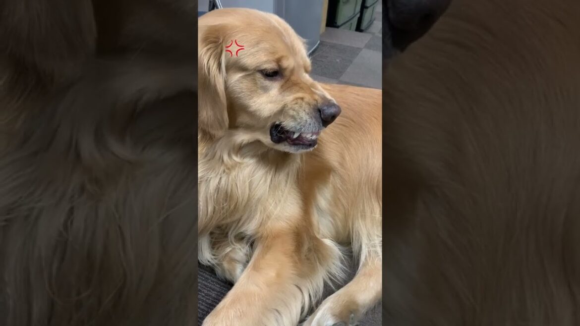 サラリーワンBuzz「触んな！！！！」ご機嫌ななめなゴールデンレトリバー #shorts #doglover #犬のいる生活