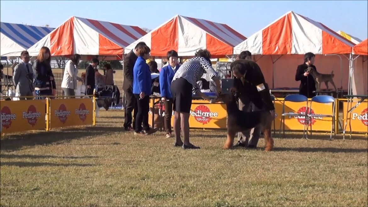 エアデールテリア　FCI九州インター　2012.11.18