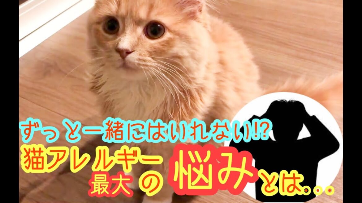 猫アレルギー猫を飼って最大の悩み【生後4ヶ月 サイベリアン】 猫アレルギー猫を飼って最大の悩み【生後4ヶ月 サイベリアン】