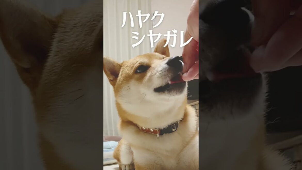 しつけを極めた柴犬こむぎ