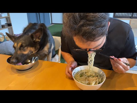 愛犬と一緒にラーメン食べてたら「替え玉一丁!」ってうるさいw【ジャーマンシェパード】 愛犬と一緒にラーメン食べてたら「替え玉一丁!」ってうるさいw【ジャーマンシェパード】