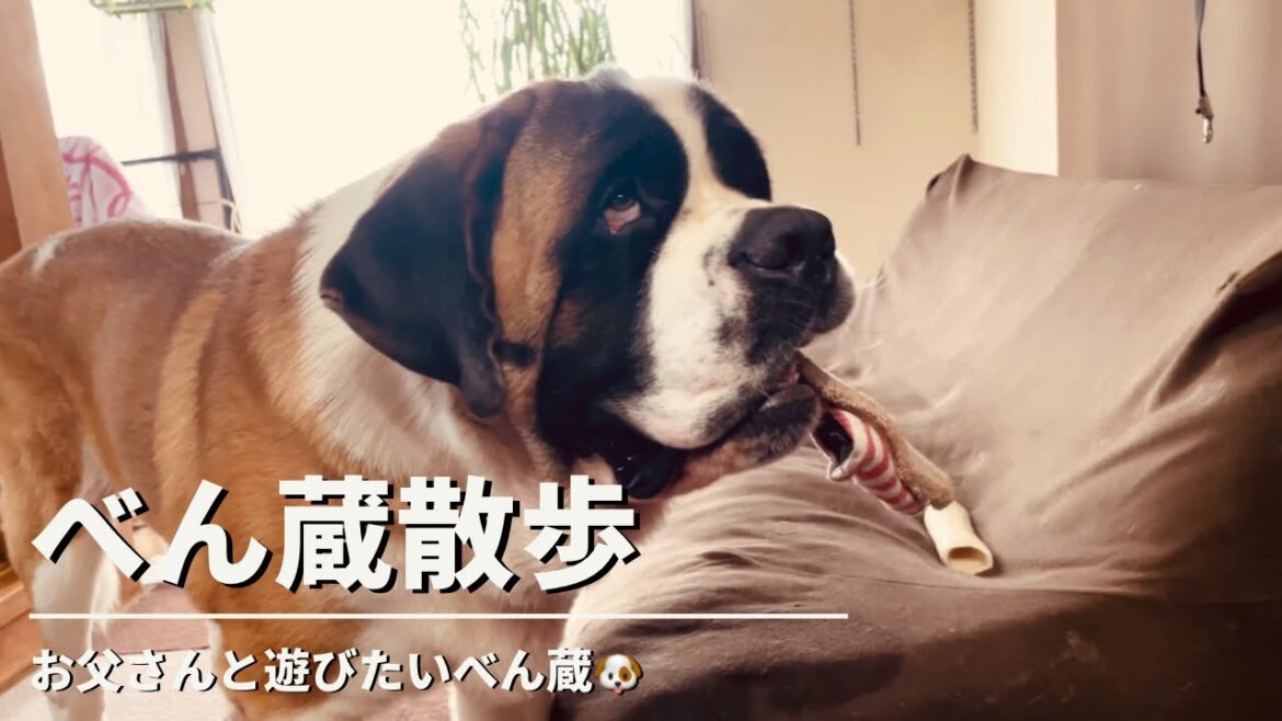 【大型犬・セントバーナード】お父さんに遊んでもらいたいべん蔵です🐶 【大型犬・セントバーナード】お父さんに遊んでもらいたいべん蔵です🐶