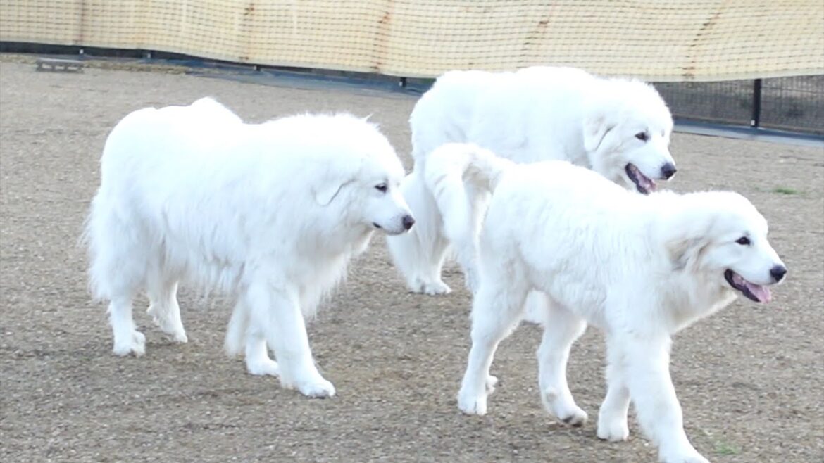 さくらの実家でピレ飼いの先輩方に勉強させてもらいました