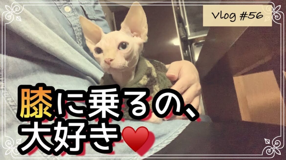 スフィンクス子猫は甘えっ子?膝に乗るのがお好きなようです… スフィンクス子猫は甘えっ子?膝に乗るのがお好きなようです…