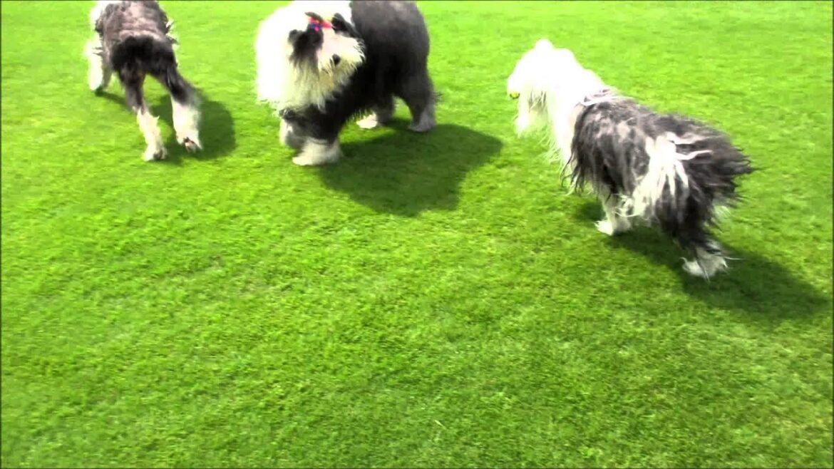 オールドイングリッシュシープドッグのシンディちゃんと追いかけっこ！