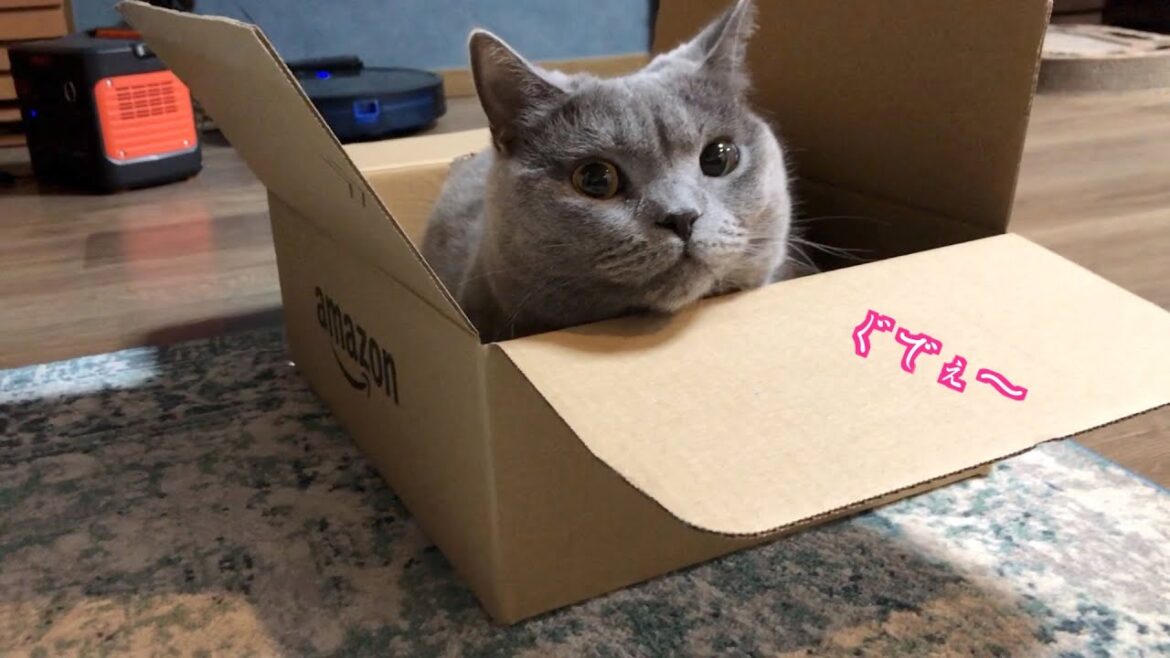 シャルトリューのダラダラすぎる毎日。のんびりにも程があるw