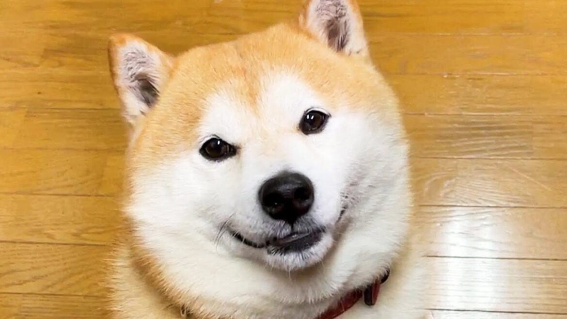 謎の表情で見つめ、去っていく柴犬
