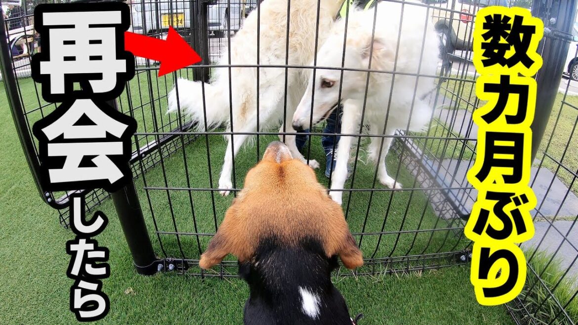 超大型犬ボルゾイとビーグル犬が数カ月ぶりに再会した結果...【ハピちゃん日記】