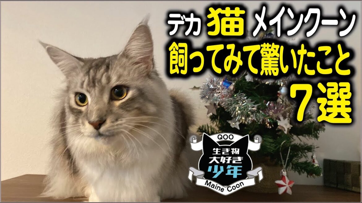 【メインクーン】大型猫飼ってみて驚いたこと7選 【メインクーン】大型猫飼ってみて驚いたこと7選