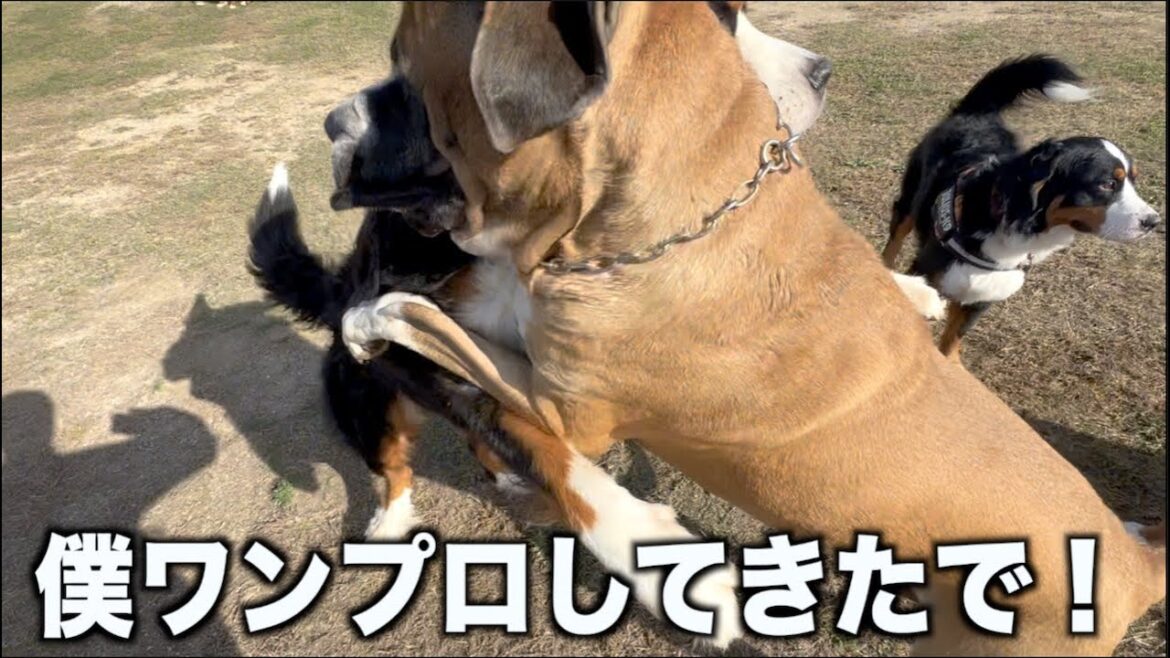 バーニーズ大集合なのに・・ロイはw
