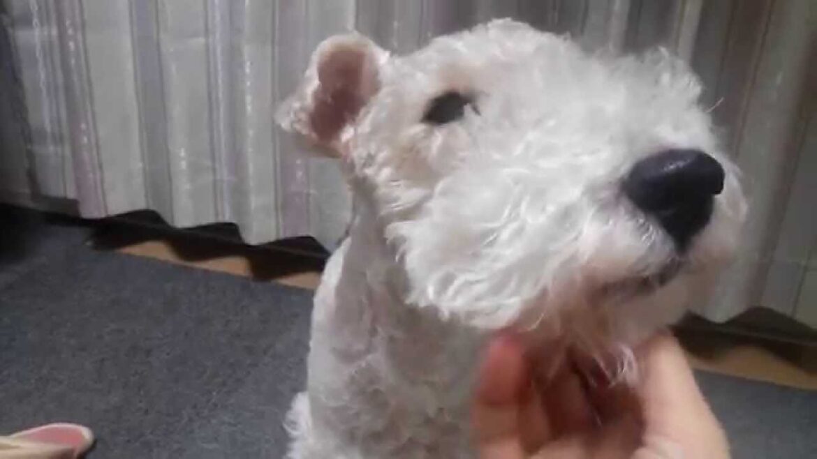 Wire Hair Fox Terrier ワイヤーフォックステリア☆甘え顔