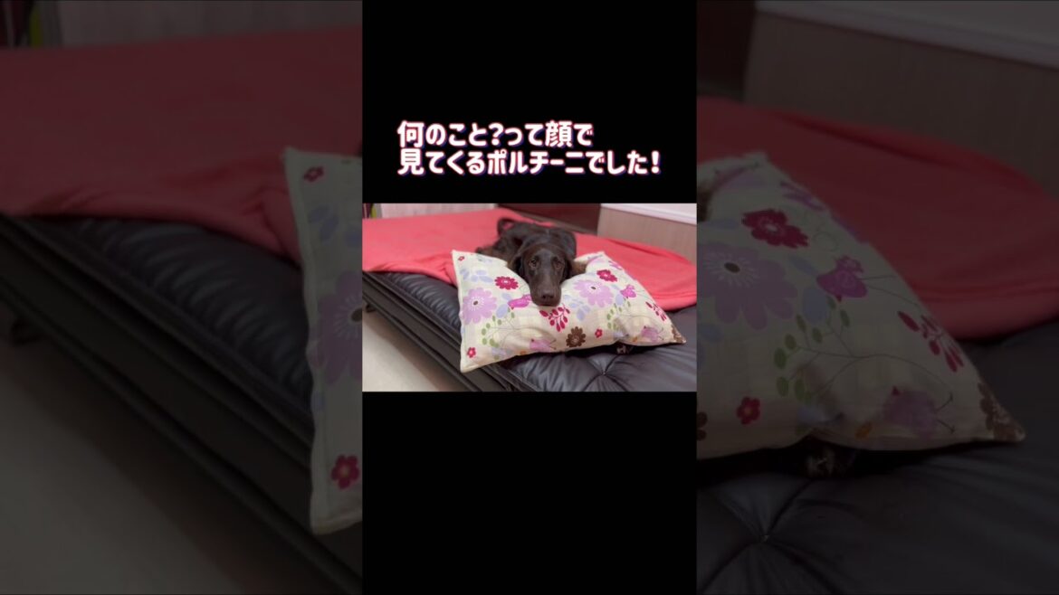 【フラットコーテッドレトリバー】枕を噛んでないと見せかける　#shorts #dog #犬