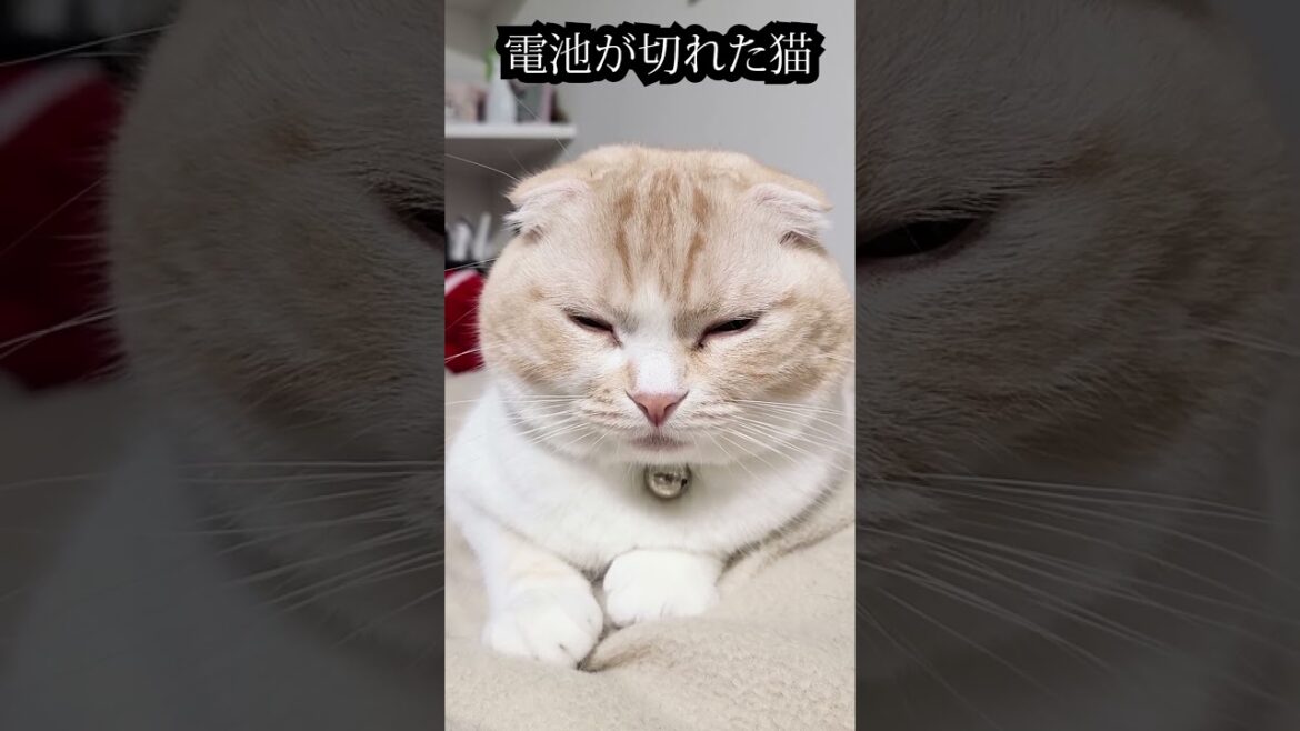 電池が切れたように寝落ちする子猫...#shorts