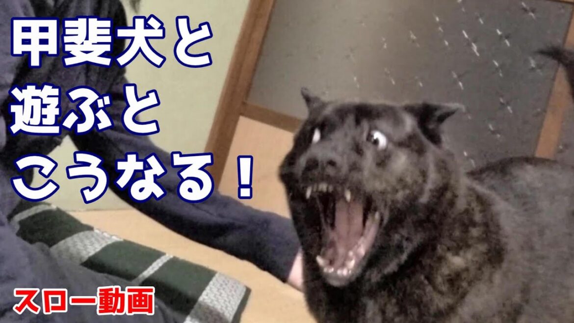 甲斐犬のじゃれ遊び！大きな口を開けても飼い主を絶対咬まない忠犬