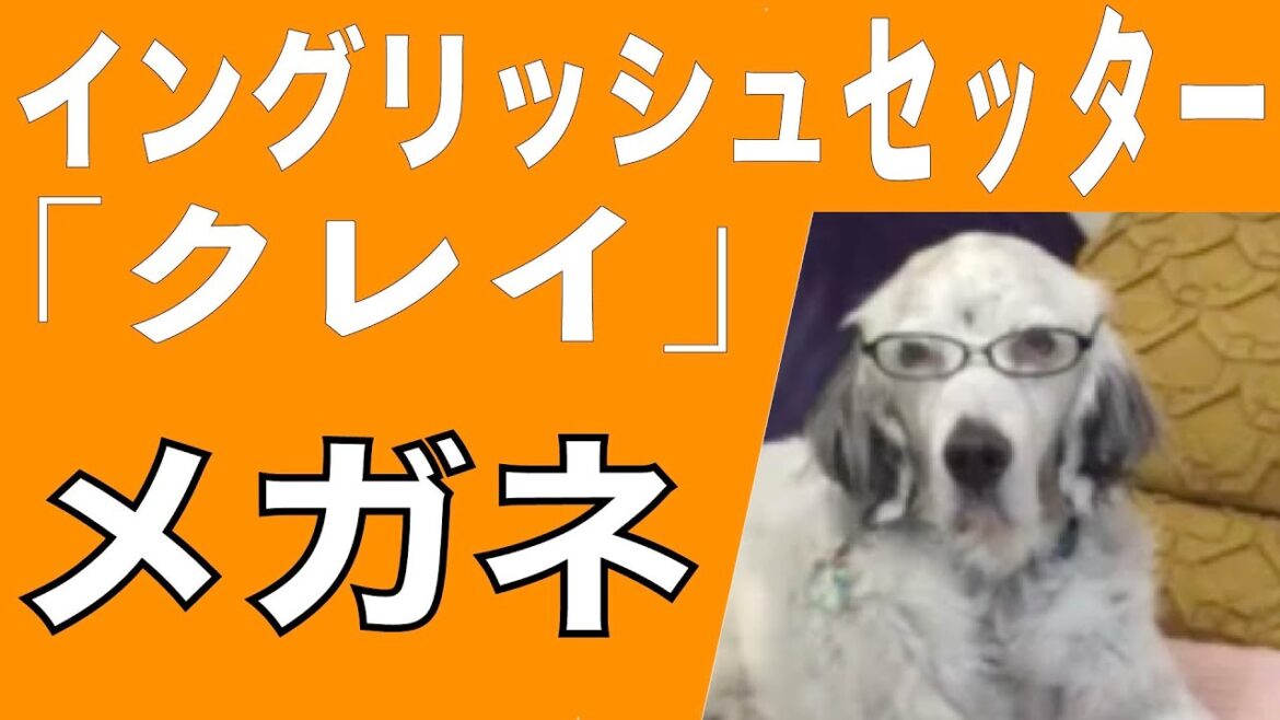 イングリッシュセッター / クー / メガネのクー