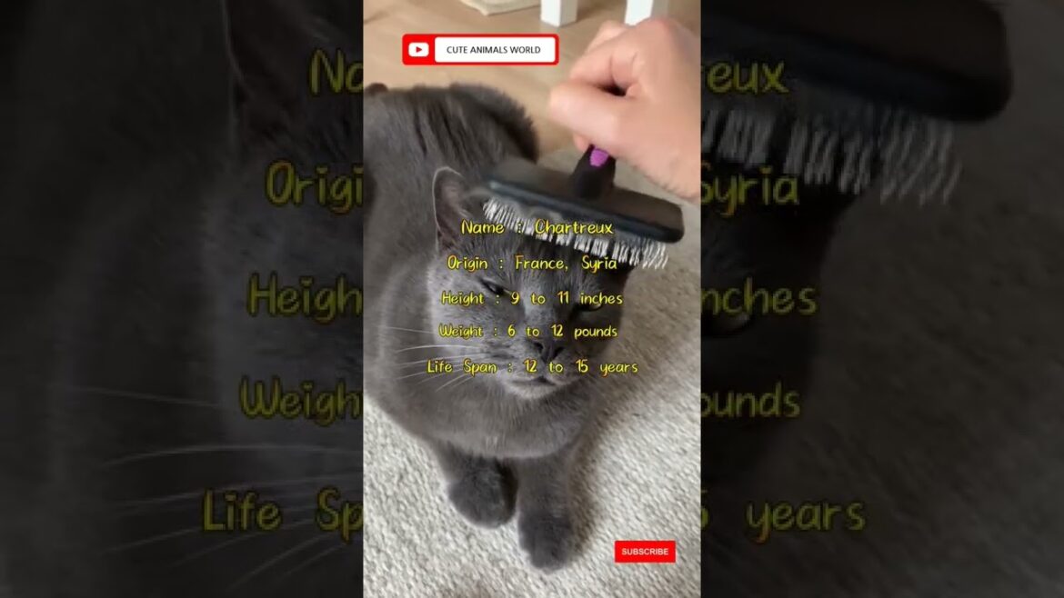 How long do Chartreux cats live? | Chartreux Kittens #shorts #chartreuxcat #cutecat #kitty