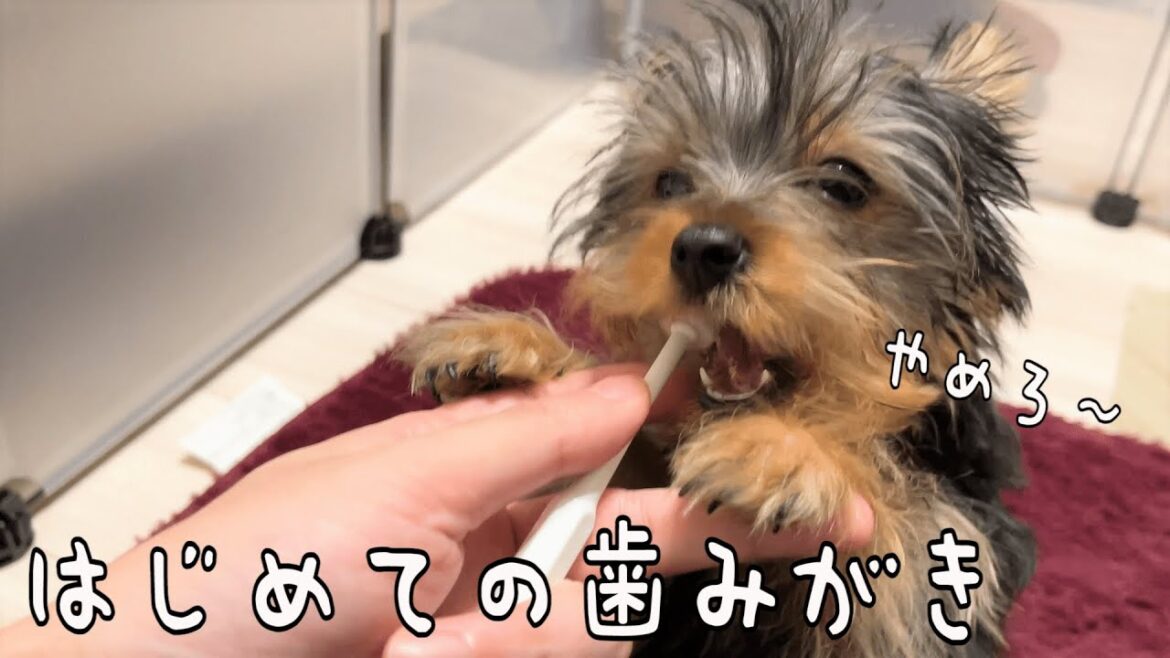ヨークシャーテリアの子犬に初めての歯磨きをしたら初日で歯ブラシを壊されちゃいました笑