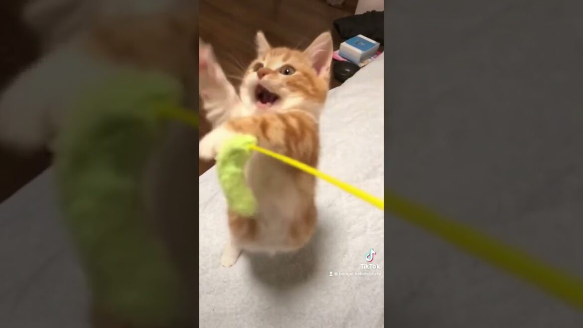 【スロー】猫じゃらしに本気なマンチカンの子猫がかわいい！