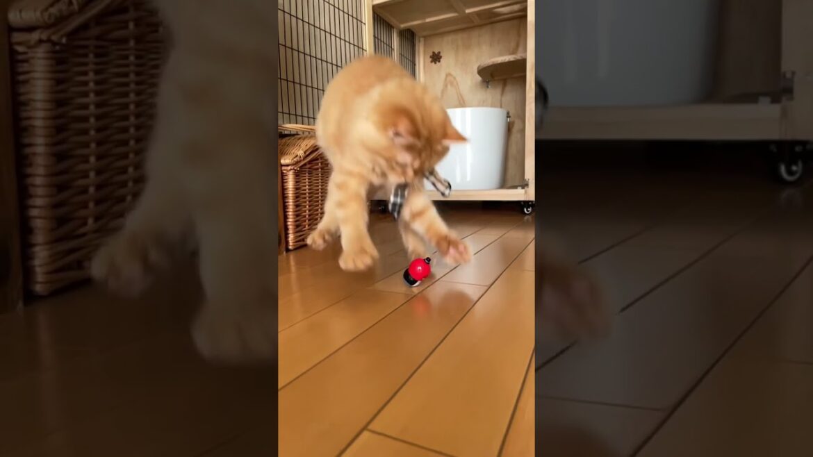 #shorts #ラガマフィン #猫 スーパージャンプ！