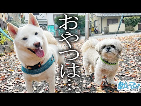 おやつを忘れてしまった日の犬たちの散歩をご覧ください… おやつを忘れてしまった日の犬たちの散歩をご覧ください…
