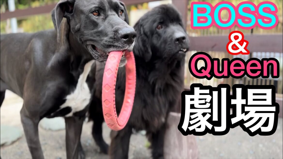 ボス君クィーンちゃん劇場🫣(漫才) ニューファンドランド ボス君 グレートデーン クィーンちゃん お笑い ドッグ 漫才 ショートコント 犬好き猫好き 渡辺ボ優しい巨人 ボス君クィーンちゃん劇場🫣(漫才) ニューファンドランド ボス君 グレートデーン クィーンちゃん お笑い ドッグ 漫才 ショートコント 犬好き猫好き 渡辺ボ優しい巨人