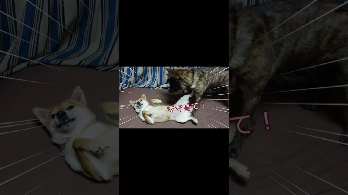 いつか甲斐犬の攻撃を阻止してやろうと企んでいた柴犬 #shorts