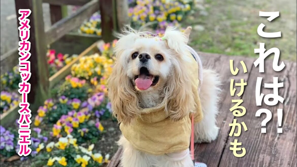 アメリカンコッカースパニエル ＊ 挨拶は大好きだけど遊びかたを知らない犬が相性いい子と出会った結果