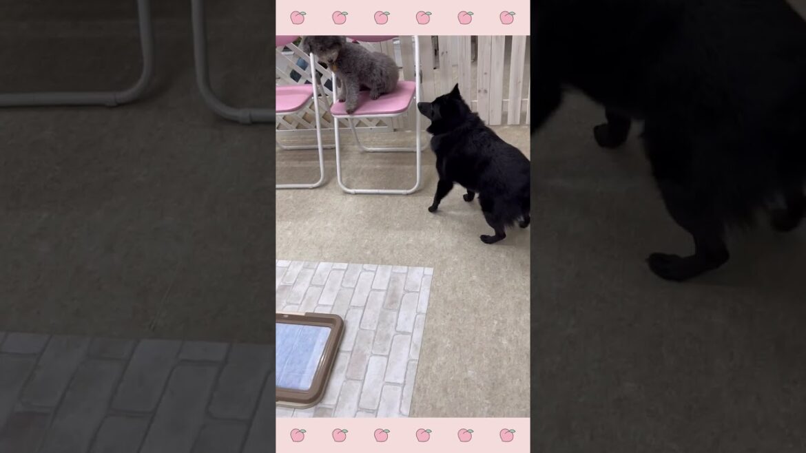 パピーようちえんほいくえんの様子〜犬のしつけ、スキッパーキ　#shorts
