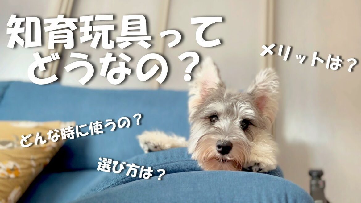 【知育玩具のメリット】知育玩具って良いの？やった方が良いの？？【ミニチュアシュナウザー多頭飼い】