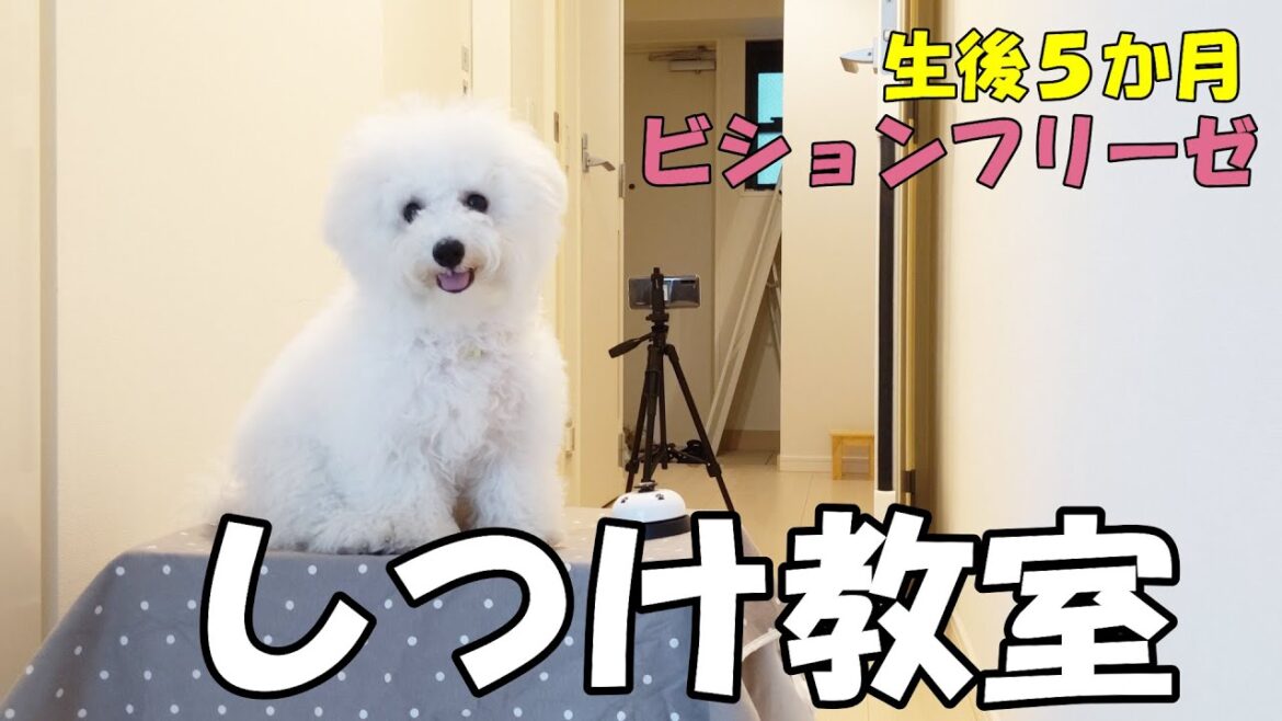 【ビションフリーゼ】みんな教えて 我が家のしつけ教室さらします【犬を飼う】